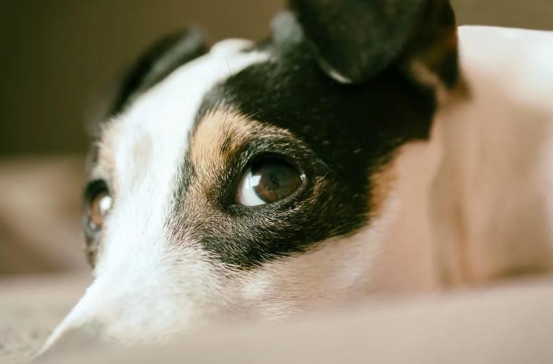 Обложка © pixabay / Annabel_P