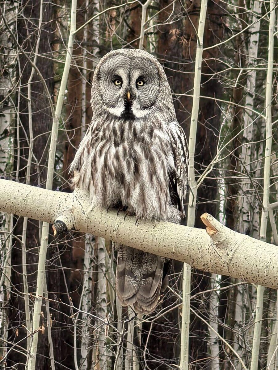 Бородатая неясыть. 
