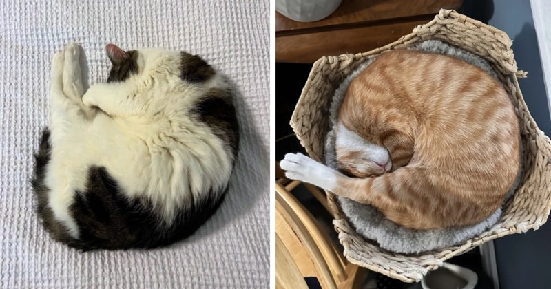 Почему кошка спит, поджав лапы и хвост: Поза «креветки» раскрывает больше, чем кажется