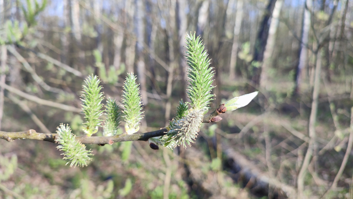 Фотографии леса по дороге на станцию