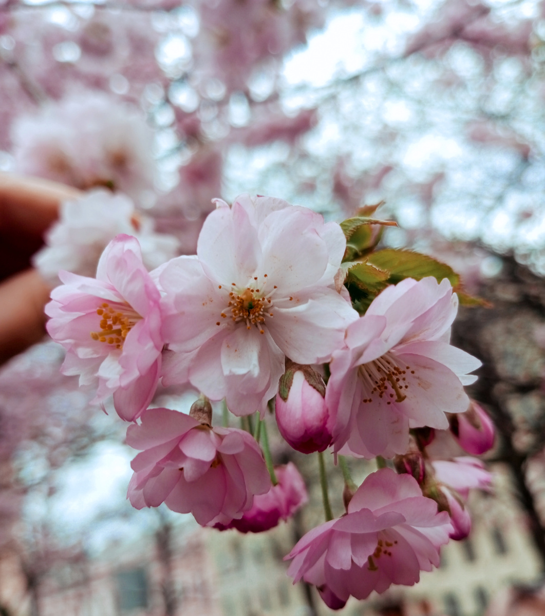 В моих руках