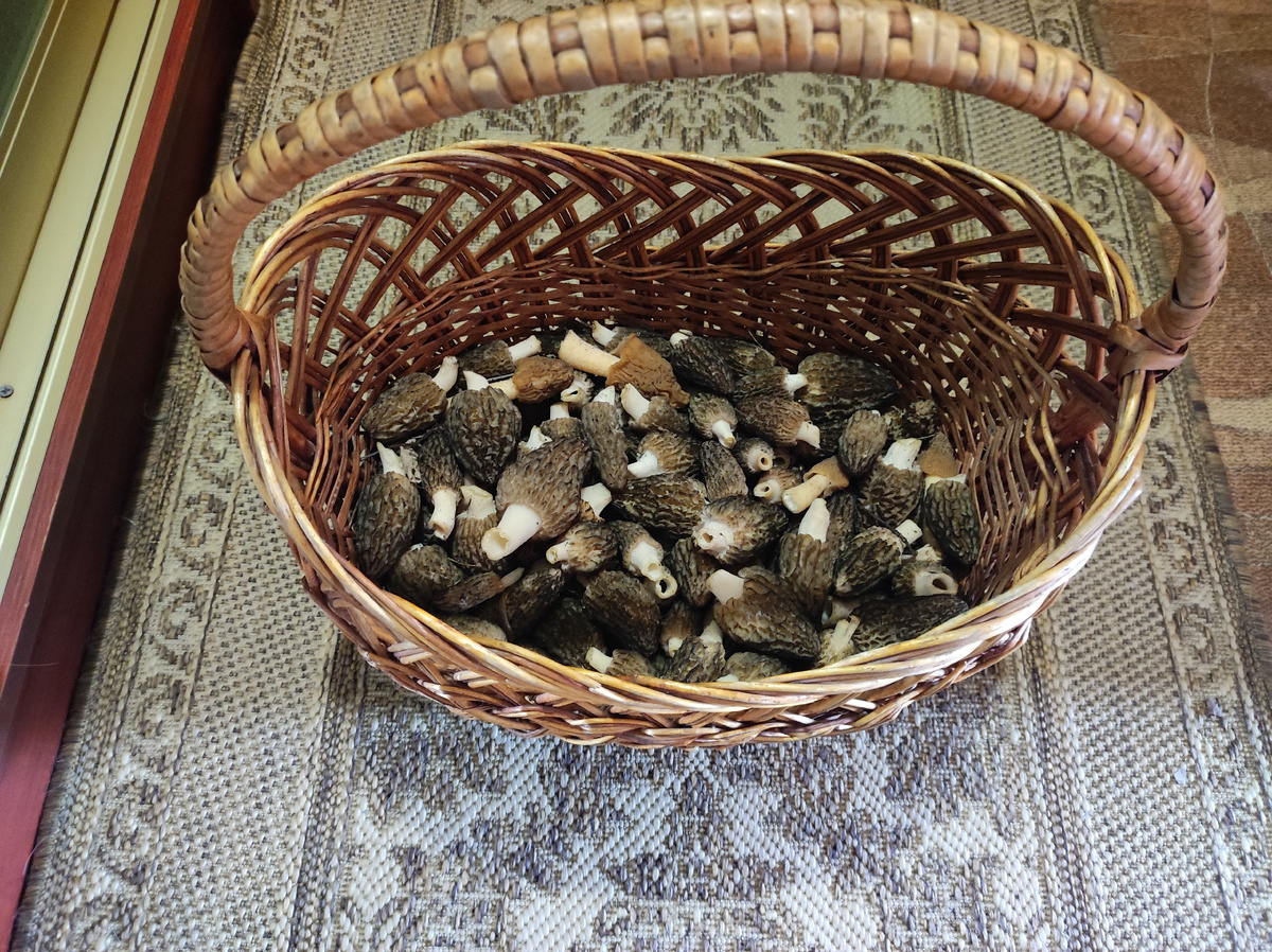 Муж пришёл с тихой охоты, пока я убиралась в квартире. Фото автора. 