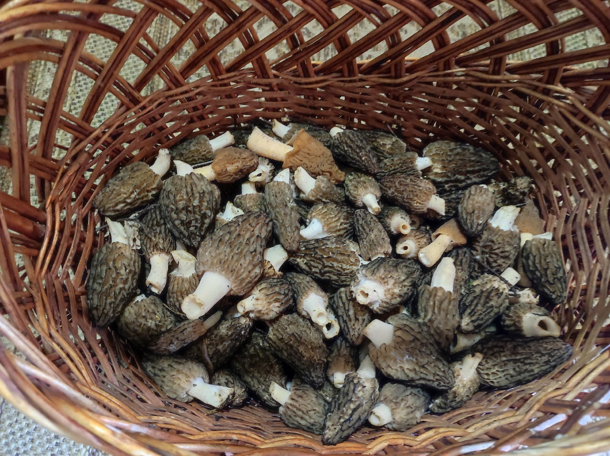 Грибы утрамбовались пока доехали из леса до квартиры. Фото автора. 