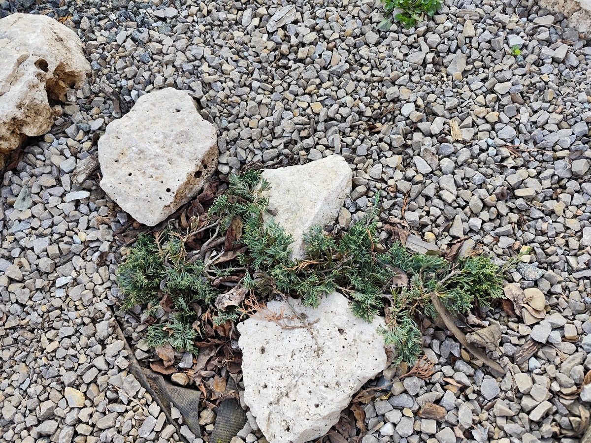 Карликовый можжевельник Блю