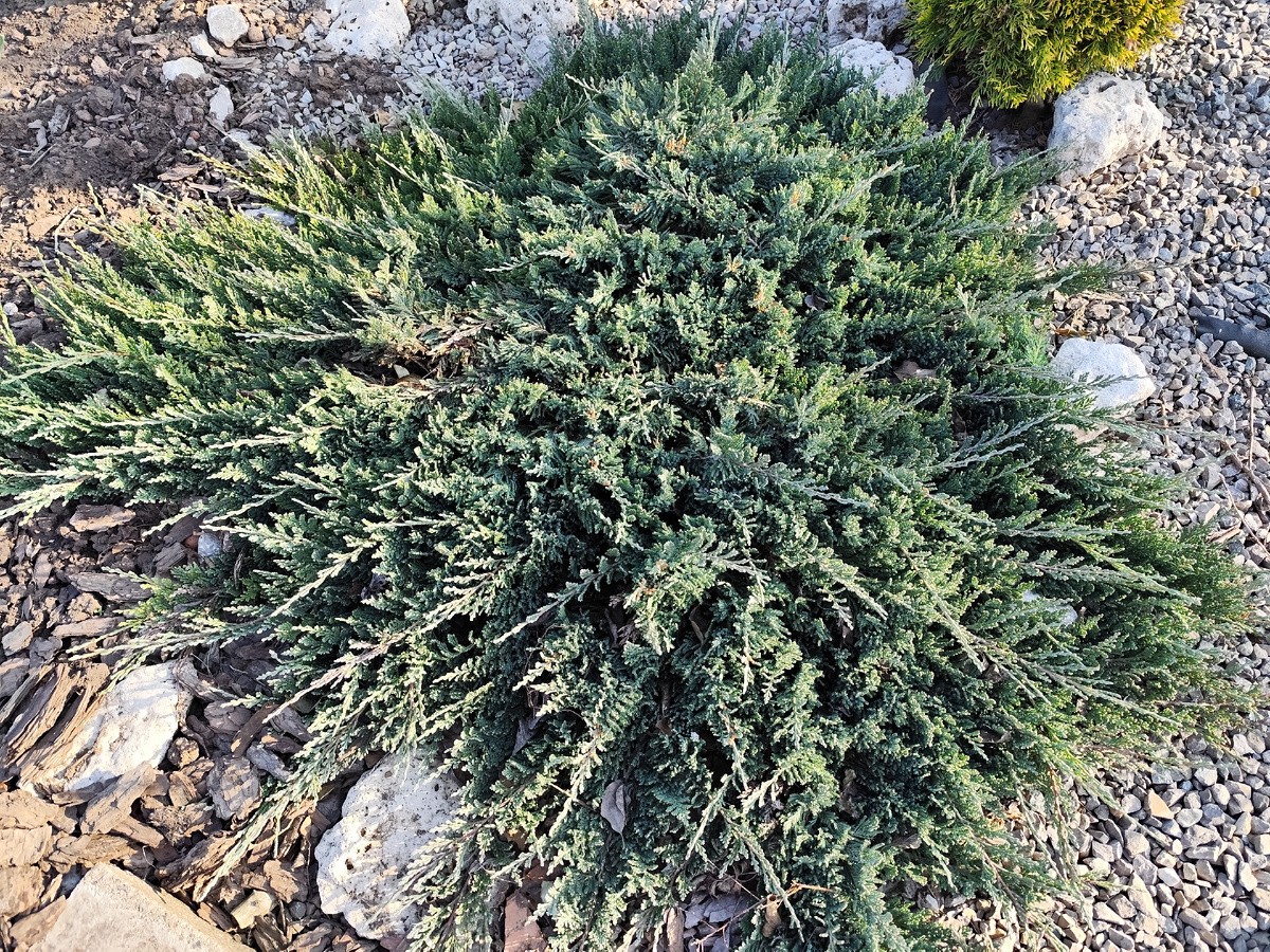 Чешуйчатый можжевельник Блю Какрпет