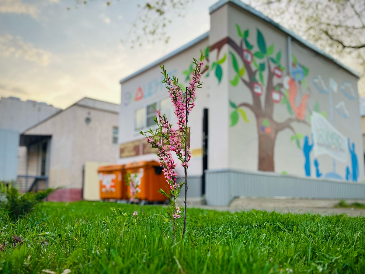 Возле Экоцентра в Обнинске зацвёл маленький сладкий миндаль