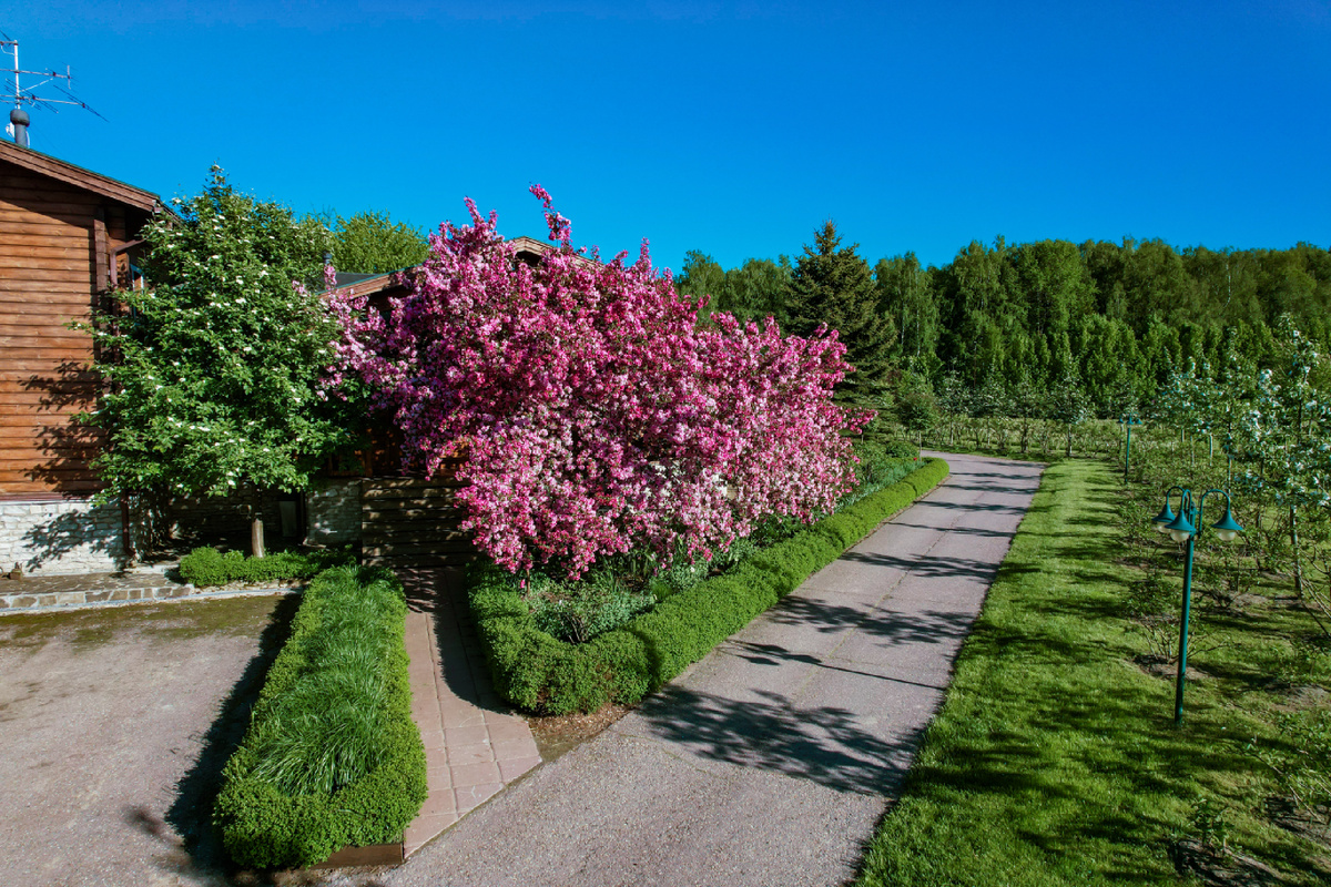 Яблоня "Рудольф"