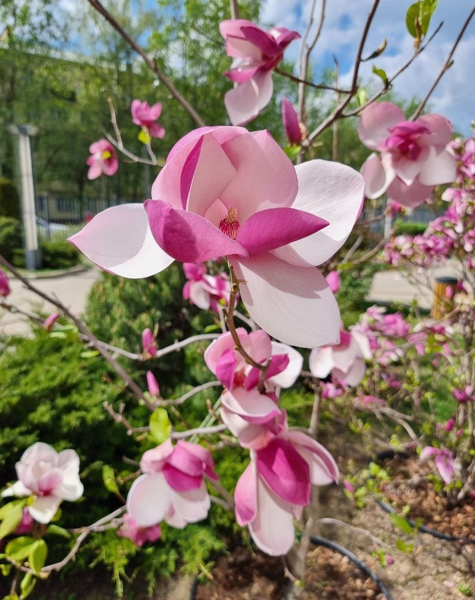 Фантастическое цветение магнолии Суланжа, зимующей без укрытия (поэтому и не всегда такое роскошное, как в этом году). Москва. Апрель 2025 г.