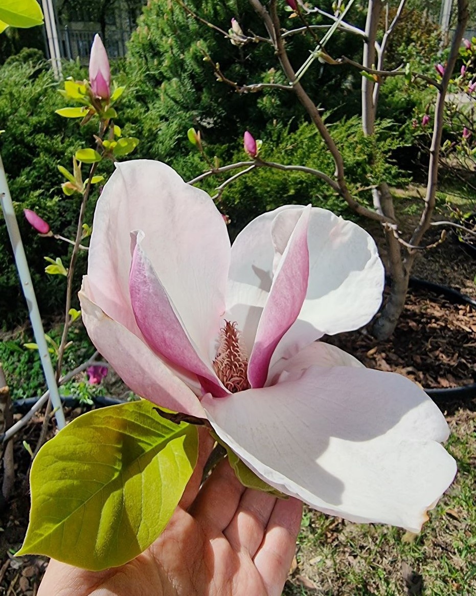 Ладонь подставила, чтобы было понятно, какой величины цветок.