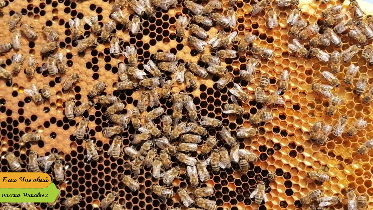 фото просто так...на фото наши пчёлы