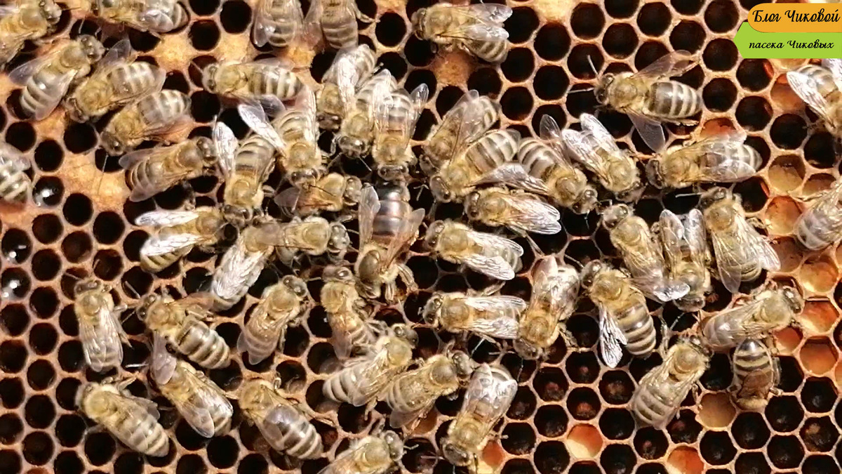 фото просто так...на фото наши пчёлы