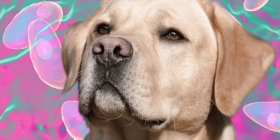 Токсоплазмоз у собак: симптомы, пути заражения и защита питомца