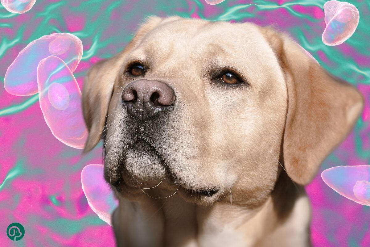 Токсоплазмоз у собаки