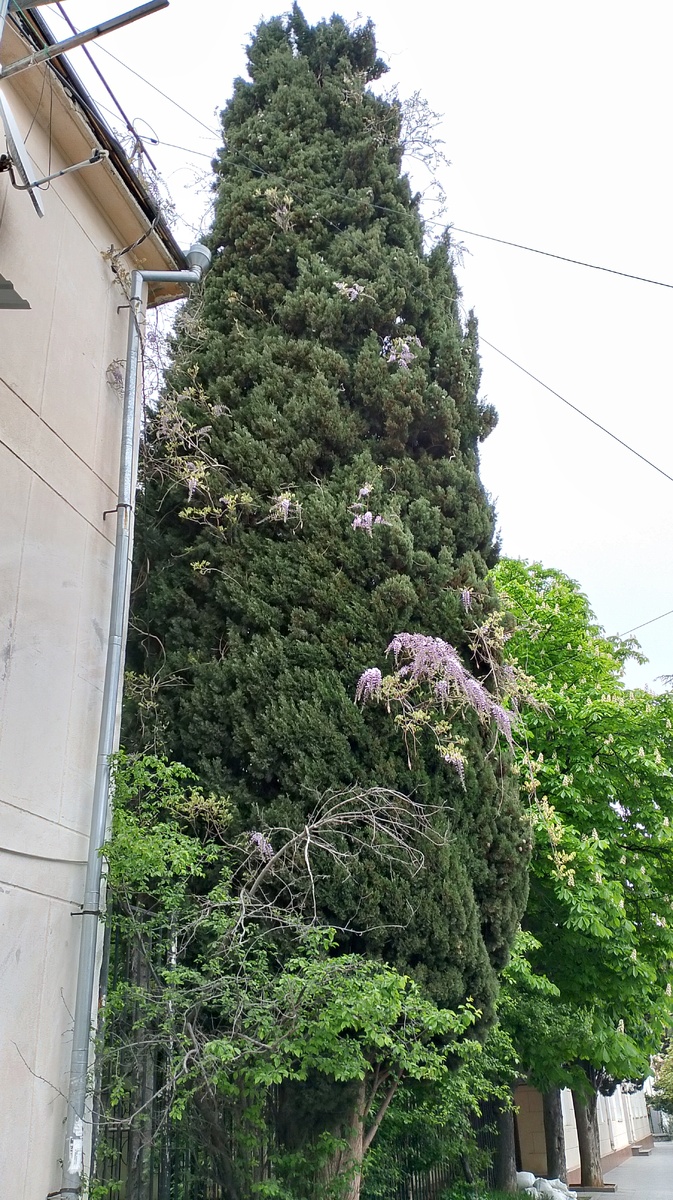 Можно написать как глициния заползла на кипарис