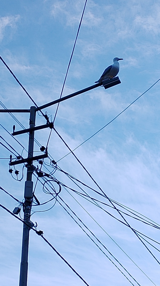 А вот чайка приземлилась на столбе