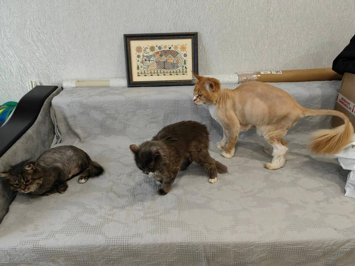 Федот, Певун и Мэй: вся банда в сборе. Фото из архива автора