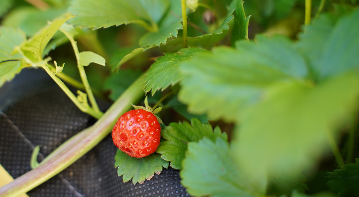 Фотография unsplash