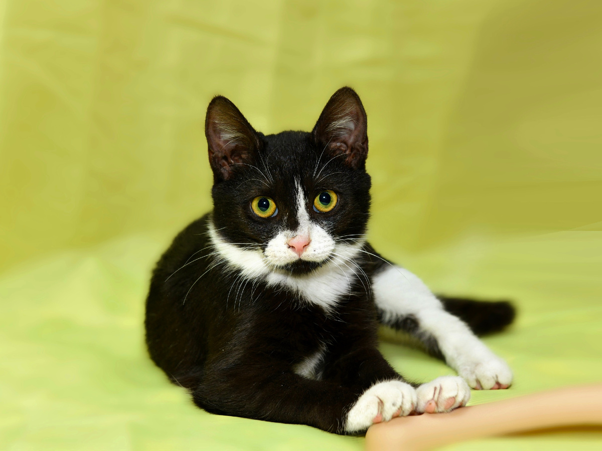 В конце статьи можно и шапманского открыть;)