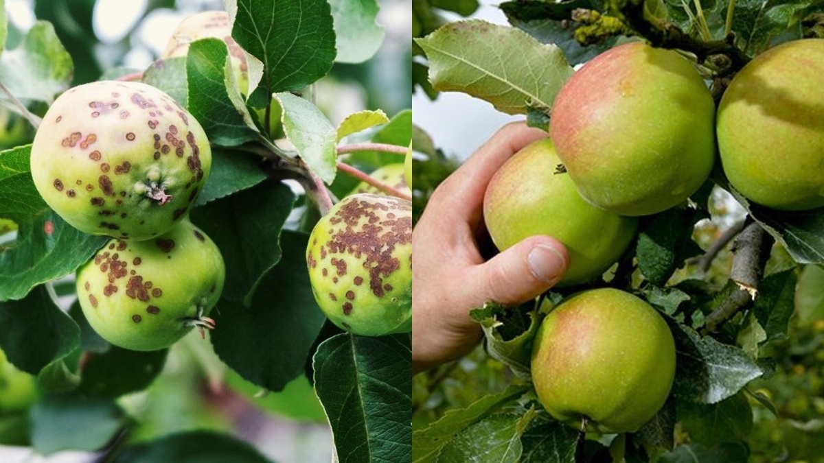 Разница между яблоками с удобренного и неудобренного дерева очевидна