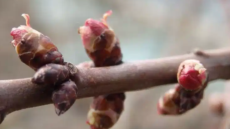 Набухшие почки и влажный срез - верные признаки начала сокодвижения