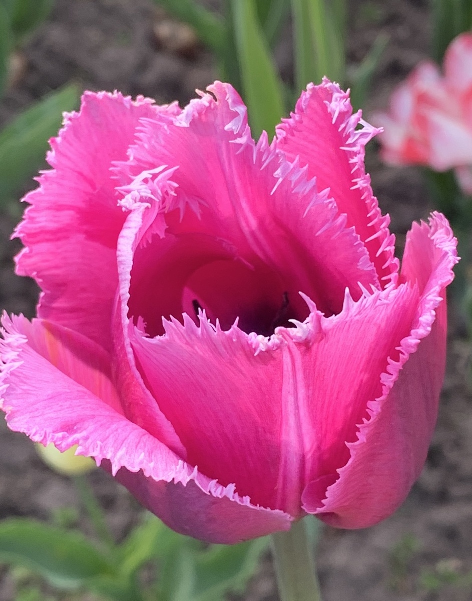 Просто весенний цветочек для разбавления текста