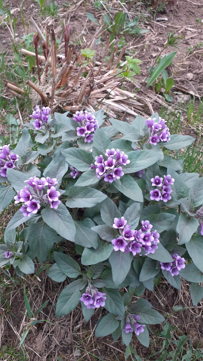 Такая красота у меня в саду городском цветёт