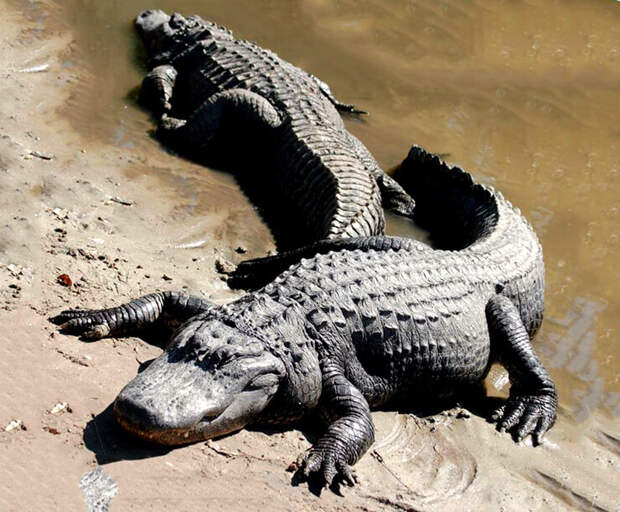 фото взято из https://s30856350093.mirtesen.ru/blog/43184929090/CHernyiy-kayman?&utm_referrer=mirtesen.ru