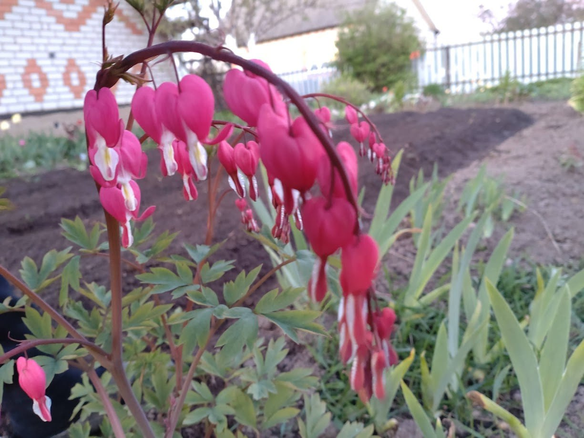Фото автора "Дицентра великолепная". Фото позапрошлого года. 