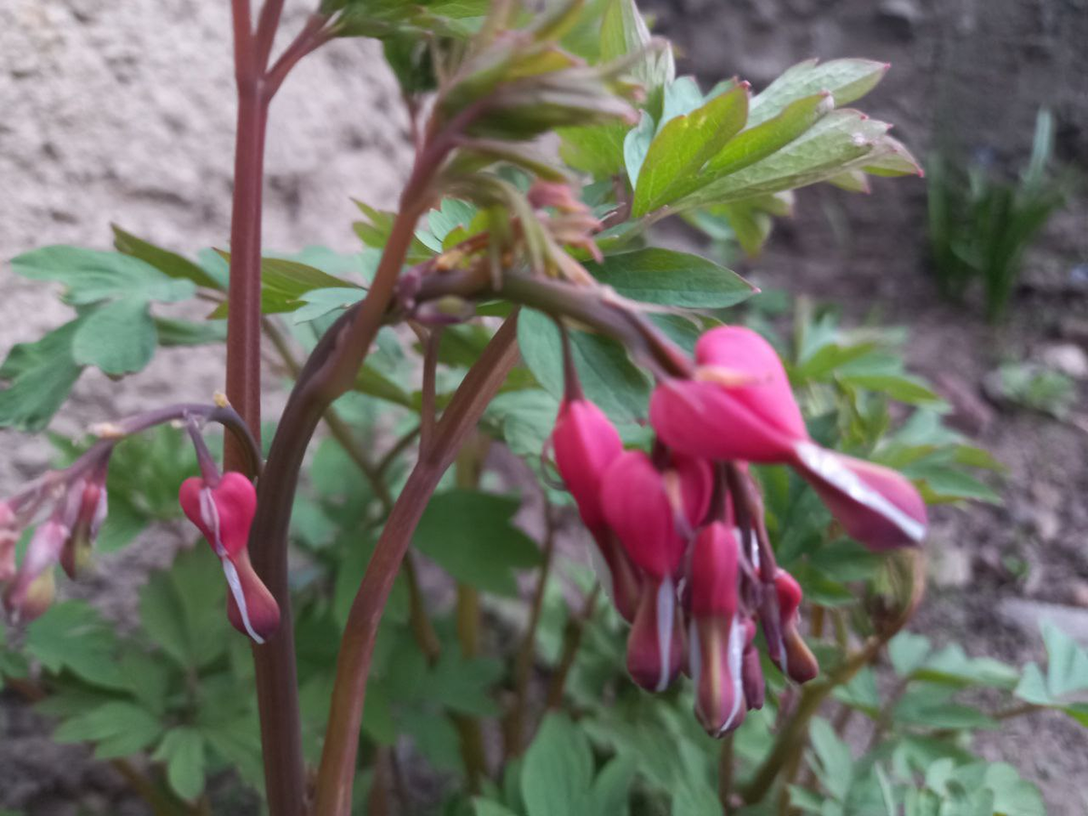 Фото автора. 22 апреля 2025 года