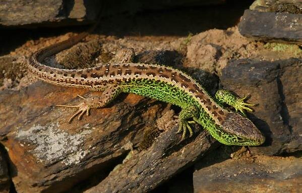 И в нём лучилась надежда, что всё будет хорошо!!