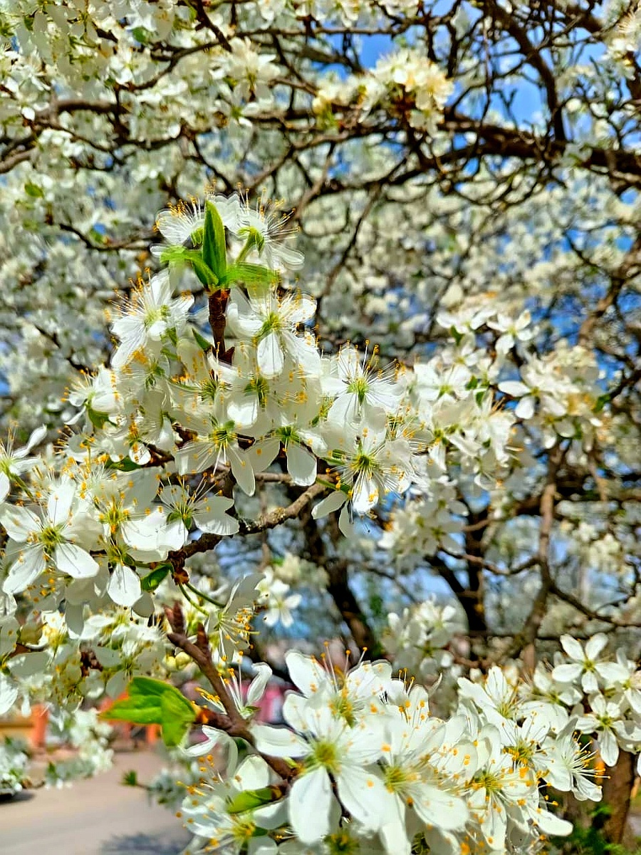 Фото автора.