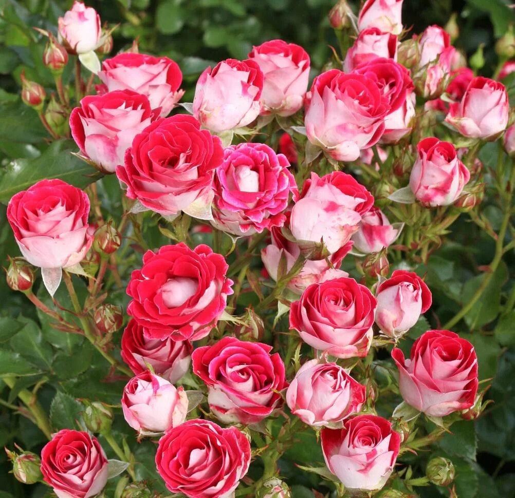 Фото: роза флорибунда Шоне Кобленцерин