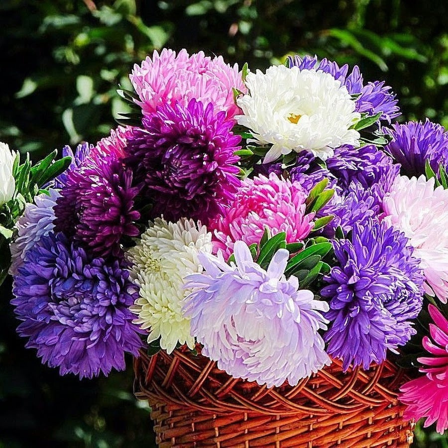  **Астры: Королевы Осеннего Сада**  

