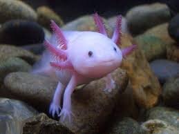 Знакомьтесь — аксолотль, личинка амбистомы, которая «застряла» в детстве и отказалась взрослеть. Но за этой милой внешностью — секреты, переворачивающие наши представления о жизни и смерти. 