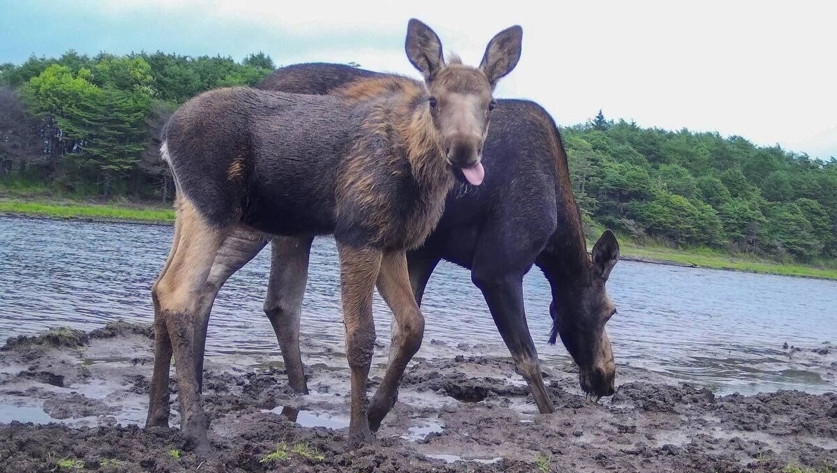     Источник: Центр «Амурский тигр»