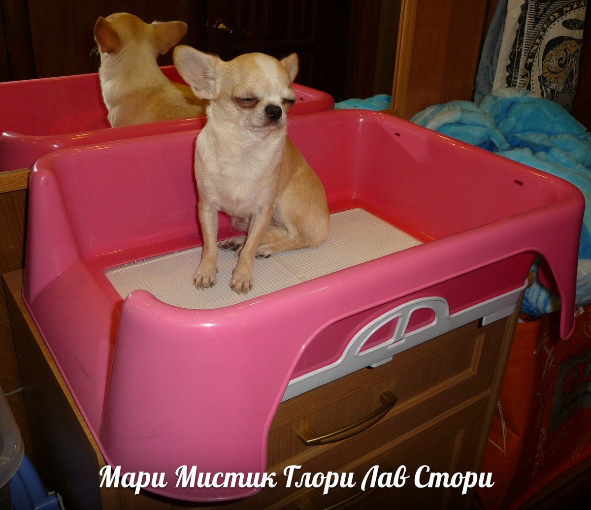 НА ФОТО СПЕЦИАЛЬНЫЙ ТУАЛЕТ ДЛЯ СОБАК С ВЫСОКИМИ БОРТАМИ И ПОДДОНОМ СНИЗУ