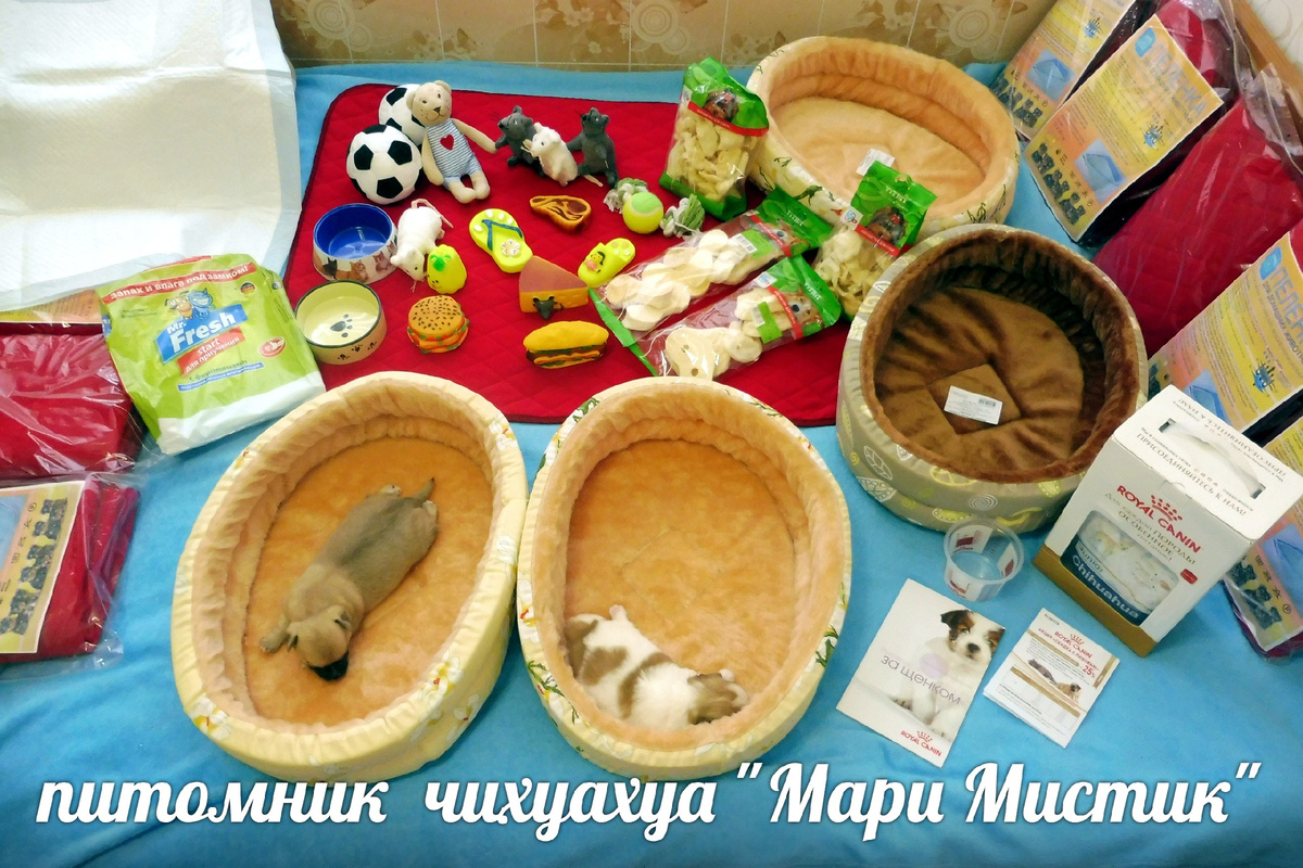 ПЕЛЕНКИ ДЛЯ СОБАК МОГУТ БЫТЬ ОДНОРАЗОВЫМИ И МНОГОРАЗОВЫМИ.