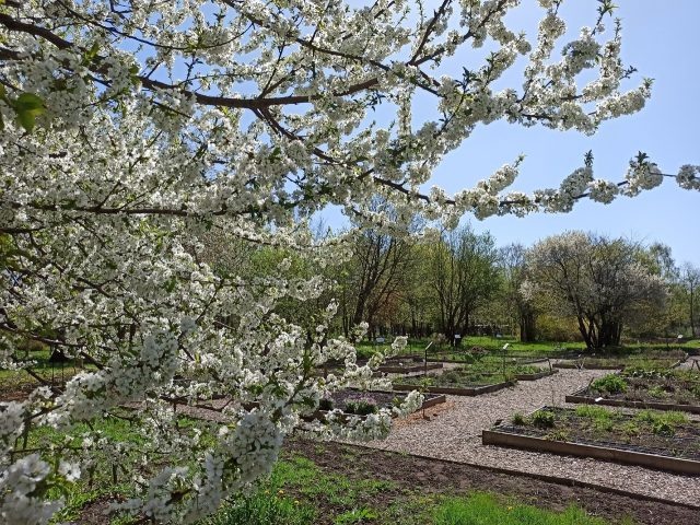     Фото: Ботсад им. профессора Козо-Полянского
