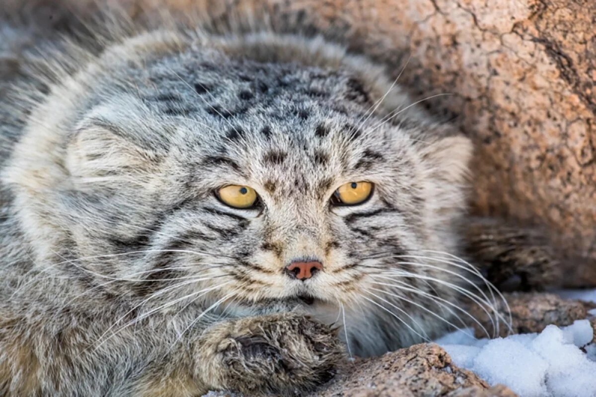    Манул в дикой природе.