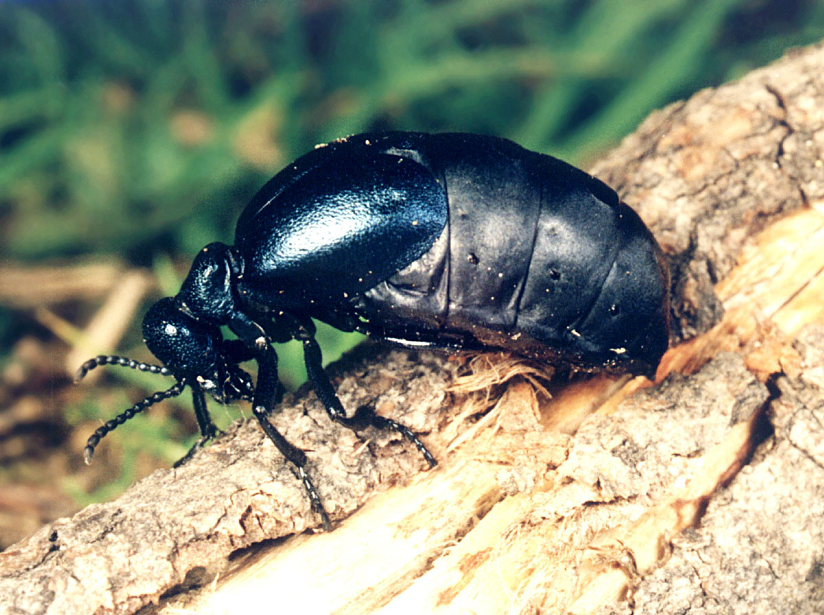 Красавец жук – майка, названый в честь весеннего месяца, когда и можно его встретить. Майка обыкновенная, или майка чёрная (лат. Meloe proscarabaeus)— жук из семейства нарывников (Meloidae)