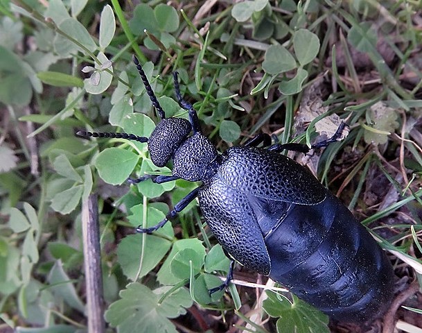 Meloe proscarabaeus