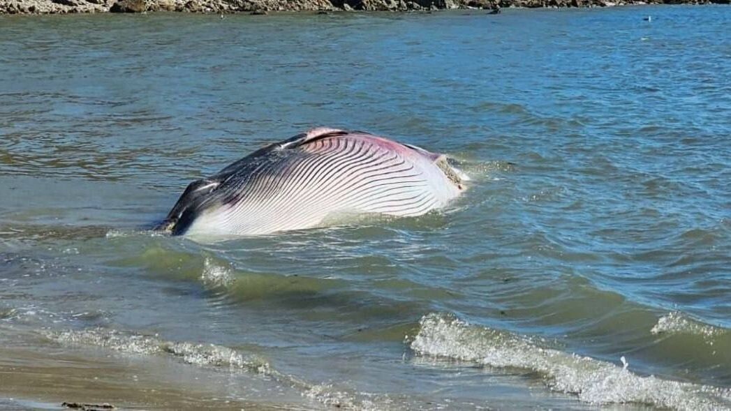     Источник: primlive25