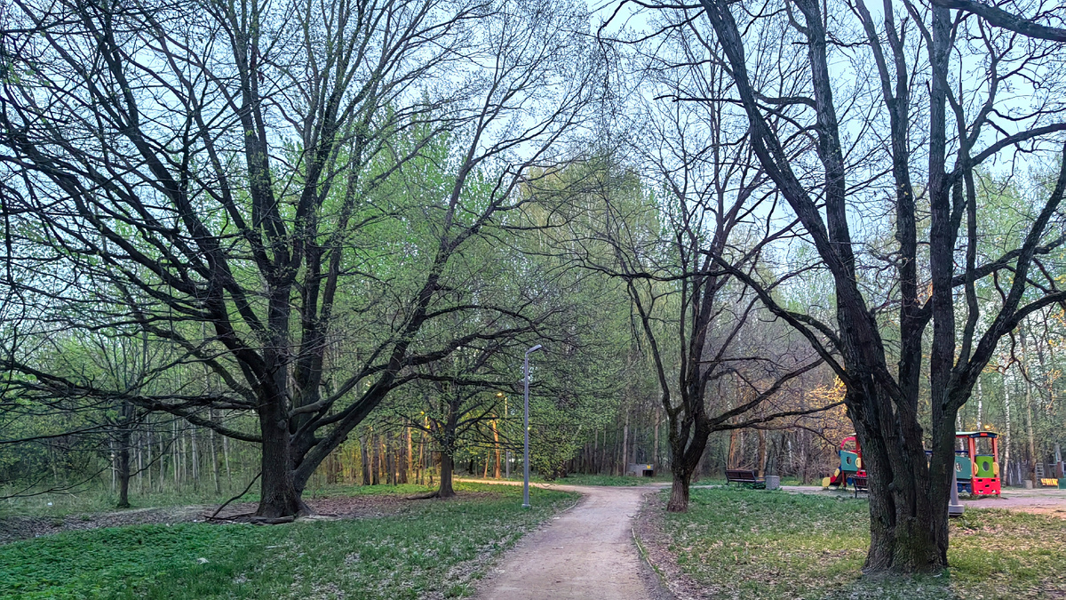 Старые дубы при входе в Битцевский лес со стороны Чертаново. Фото автора  