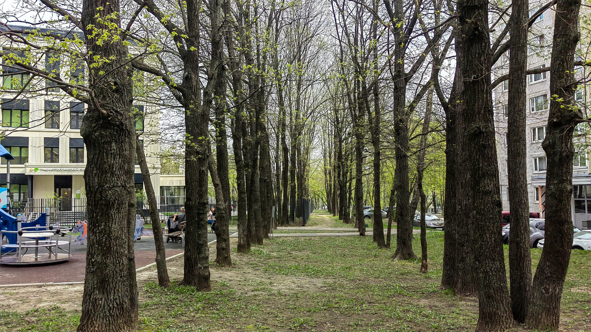 Часть аллеи возле детской поликлиники № 129 на ул. Чертановская, на месте старых деревьев выросли новые, но дорога проходила здесь, вдоль этой улицы. Фото автора