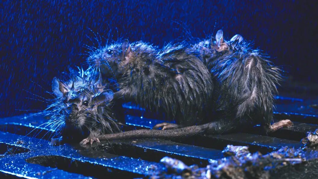    Фото: Artur Cupak/imageBROKER.com/Globallookpress