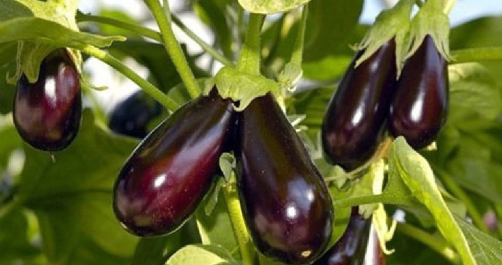 Советы огородников по выращиванию баклажанов