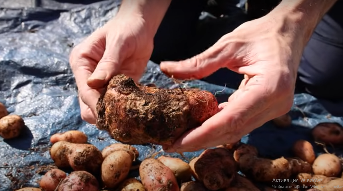 Клубни выращенные на почве засыпанные листьями.