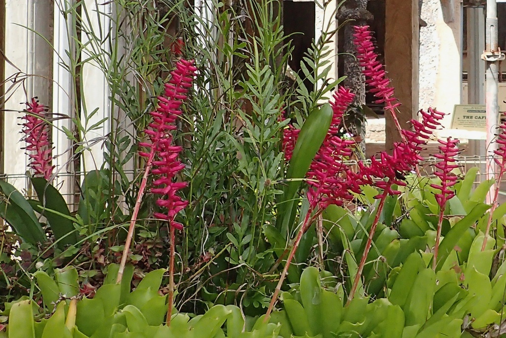 Цветущие у входа бромелиады, фото (как и следующие) из домашнего архива