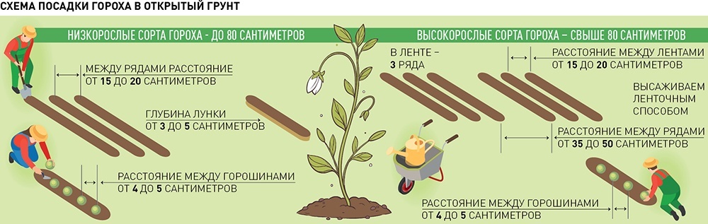     Светлана Цыганкова, Антон Переплетчиков