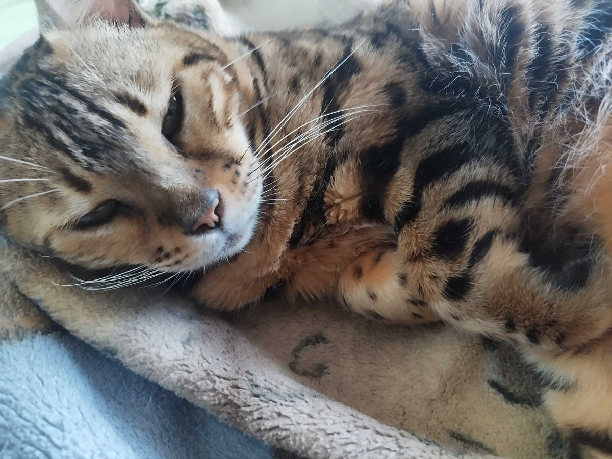 Бенгальская Кошка